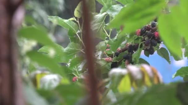 Mulberries during heavy rain and drops during storm — Stock Footage Mulberries Heavy Rain Drops Storm Royalty Free Stock Video