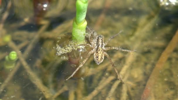 蜘蛛坐在森林沼泽地的水边 旁边是一根手杖 蚊子幼虫在游动 — 图库视频影像