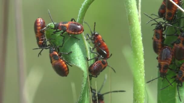 緑の植物にコロニーの若いFirebug Pyrrocoris Apterus 家族の昆虫Pyrrocoridae 赤と黒の色 野生動物の昆虫マクロを表示 — ストック動画