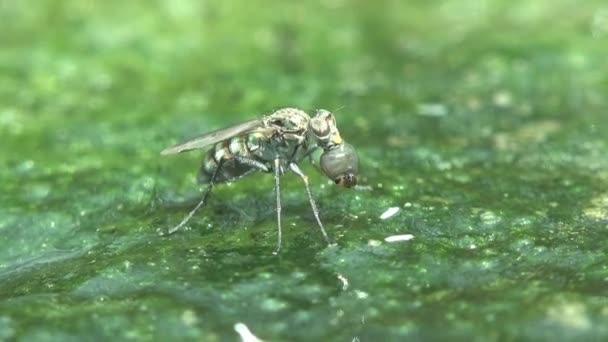 Fly Sits Green Water Forest Swamp Algae Surface Eats Mosquito — Stock Video