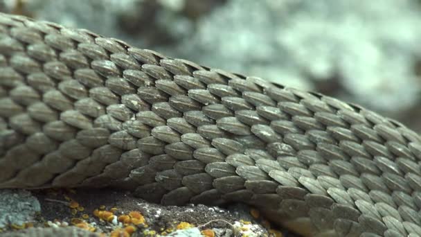 Trombidiidae Bekend Als Rode Fluwelen Mijten Fluwelen Mijten Regenwantsen Lopen — Stockvideo