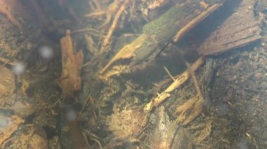 Caddisfly, ya da Trichoptera sipariş ormanda küçük bir bataklık boyunca sürünerek, yiyecek aramak - diğer böcekler. Suyun altında makro böceği görüntüle