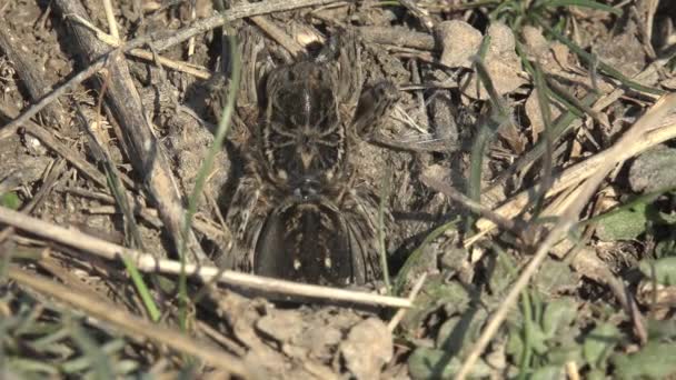 毛茸茸的大蜘蛛坐在洞穴里准备攻击昆虫以获取食物 与周围的土地合并 以获得极好的伪装 — 图库视频影像