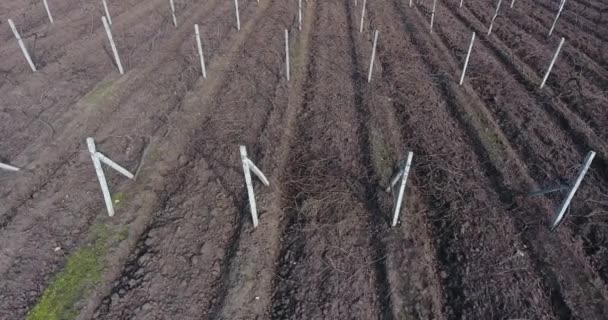 Anpflanzung Von Weinreben Aus Der Luft Spätherbst Mit Beschnittenen Trauben — Stockvideo