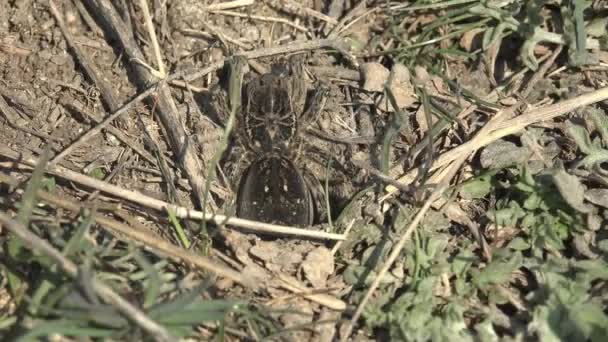 蜘蛛与周围的地面合并 以获得极好的伪装 毛茸茸的大蜘蛛坐在洞里准备攻击昆虫以获取食物 — 图库视频影像