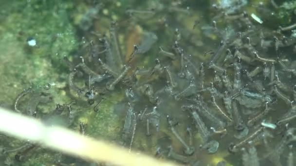 Larvas Mosquito Flutua Estágio Terceiro Larvas Flutua Superfície Entre Algas — Vídeo de Stock