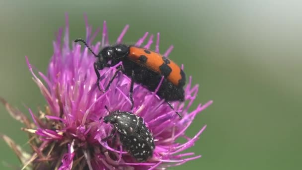 Clytra Quadripunctata Een Keversoort Uit Familie Bladhaantjes Chrysomelidae — Stockvideo