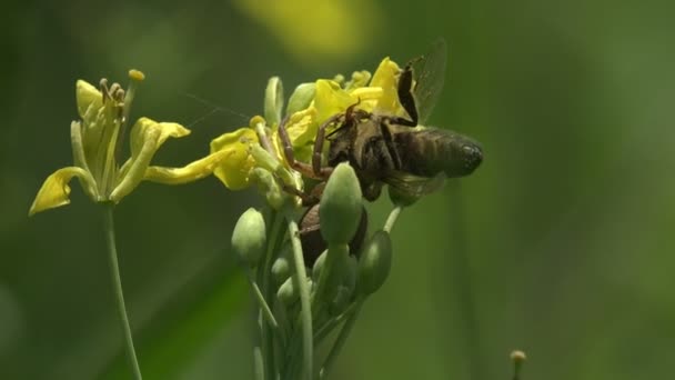 黄色の野花では ジャンパークモが蜜を集めている蜂をつかみ 花芽に隠れていました 野生の昆虫の近景 — ストック動画