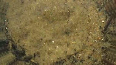 Ormandaki sığ kaynak çeşmesinin üst manzarası. Su, tatlı su yüzeyinde daireler çizerek kum yaprakları arasından eşit olarak çıkar.