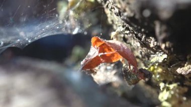 Ormandaki bir ağacın altında yakın plan bir ev. Örümcek ağı, çiy damlası, kuru yapraklar.