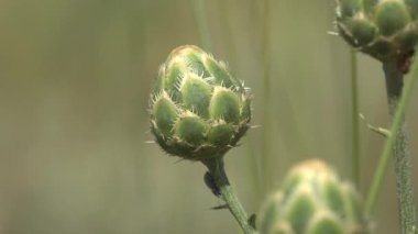 Yeşil tomurcuklanan yaban çiçeğine benzeyen bir zırhın vahşi çayırda sersemlemesi
