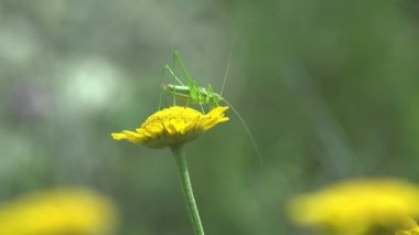Çekirge, Katydid nymph çayırdaki yaz ormanında sarı çiçeğin üzerinde oturuyordu. Kamera, farklı çiçeklerdeki buğday bitlerine yönelir. Vahşi hayatta makro böceği görüntüle