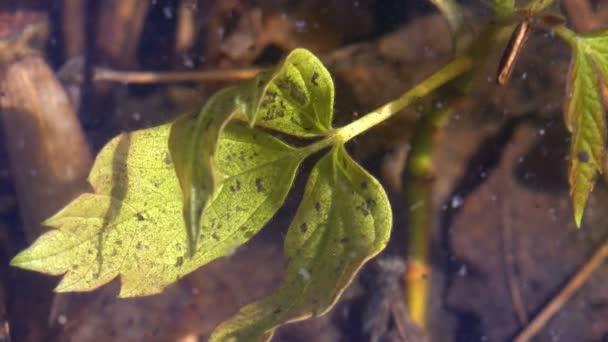 Groen Blad Verdronken Bodem Van Ondiep Moeras Tussen Snel Bewegende — Stockvideo