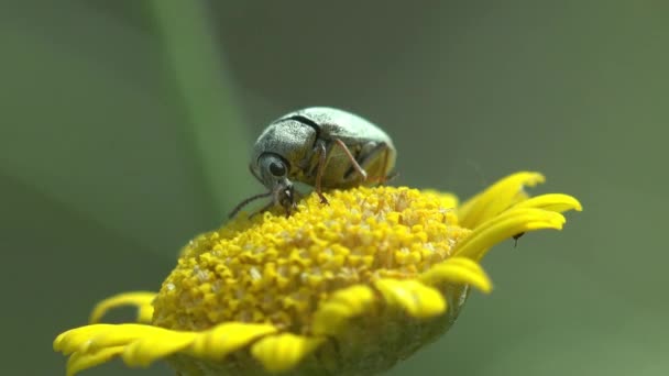 Grüne Kleine Rüsselkäfer Curculionidae Sitzen Auf Gelben Blüten Der Feldkamille — Stockvideo