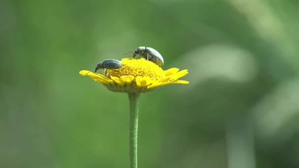 Dos Gorgojos Verdes Curculionidae Están Sentados Sobre Una Flor Amarilla — Vídeos de Stock