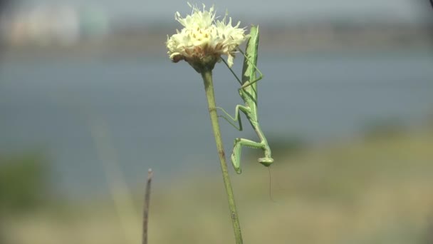 Olśniewający Letni Wiatr European Mantis Religiosa Mantodea Mantidae Ukryte Wisi — Wideo stockowe