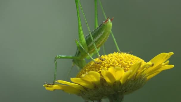 Grasshopper Katydid Nimf Zittend Gele Bloem Zomer Bos Weide Gebrek — Stockvideo