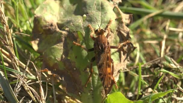 Red Asilidae Atentátníci Létají Shaggy Mladý Lupič Moucha Odpočívající Zeleném — Stock video