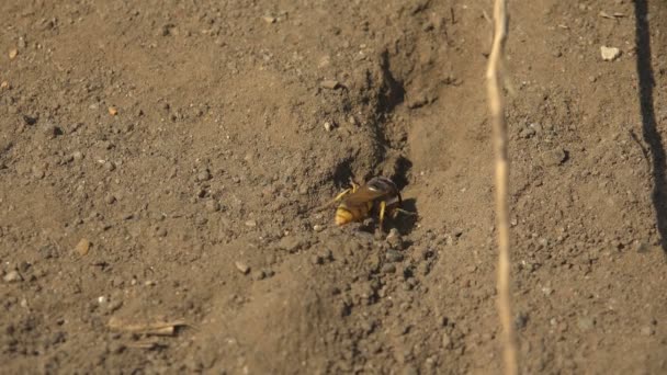 Jas Gele Wesp Graaft Een Gat Weg Gooien Zand Opzij — Stockvideo