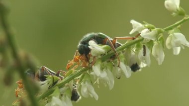 Böceklerin kur yapma ritüelleri ve çiftleşme serokomu, kabarcık böceğinin Palearktik cinsidir. Hayaller beslenme aparatı ve antenlerinde belirgin bir cinsel dimorfizm gösteriyor. Vahşi hayatta Macro böceğini görüntüle