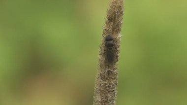 Yaz rüzgarında sendeleyen Syritta Pipipiens Hoverfly (kalın bacaklı hoverfly), kamera çerçevesinde dikey olarak kır çiçeği tohumlarının üzerinde oturur. Makro görünüm böceği ve bitki vahşi hayatta