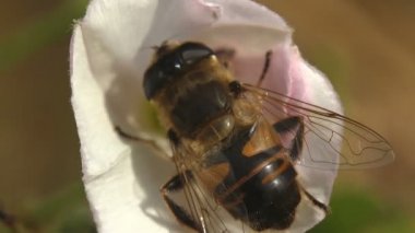 Yaz rüzgarında sendeleyerek, Büyük Kahverengi Hover sineği beyaz kır çiçeği tomurcuğunun üzerine oturur, kamera zoom yapar. Vahşi yaşamın Macro görünümü