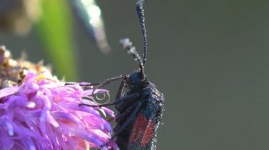 Kelebek Zygaena filipendula sabah çiğ damlalarıyla kaplı yaban yoncası çiçeğinin üzerinde oturuyor ve hortumlarını hareket ettiriyor. Vahşi Yaşam 'da Makro görünüm böceği