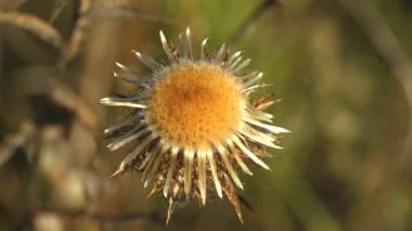 Kuru tohum tomurcuğu, sarı kabarık orta. Macro Manzaralı Fabrika