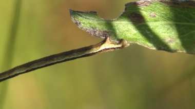 Tırtıl dondu, dal oldu, böcek tehlike anında taklit eder.