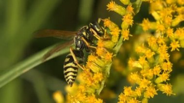 Sarı yaban arısı ceketi, sarı çizgili şeyler, Asteraceae 'deki çiçek açan bitkilerin yaban çiçeği Solidago' sunda polen topluyor. Vahşi yaşam üzerine Makro görünüm böceği