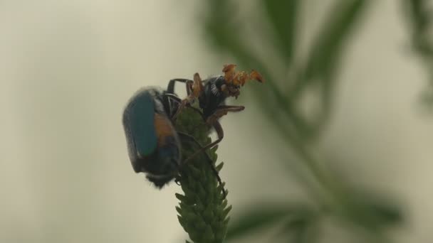 Parte Superior Los Rituales Cortejo Tallo Hierba Los Insectos Apareamiento — Vídeo de stock