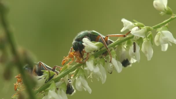 Courtship Rituals Insects Mating Cerocoma Palearctic Genus Blister Beetle Imagines — Stock Video