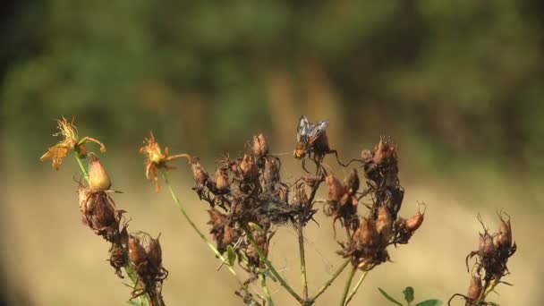 Velká Hnědá Bot Moucha Botflies Také Známý Jako Warble Mouchy — Stock video