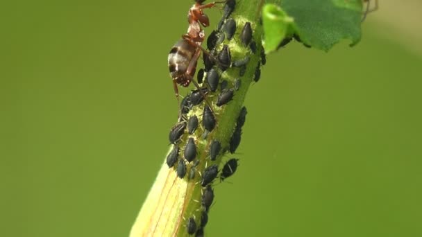 Ants Run Black Bean Aphid Aphis Fabae Colony Names Include — Stock video