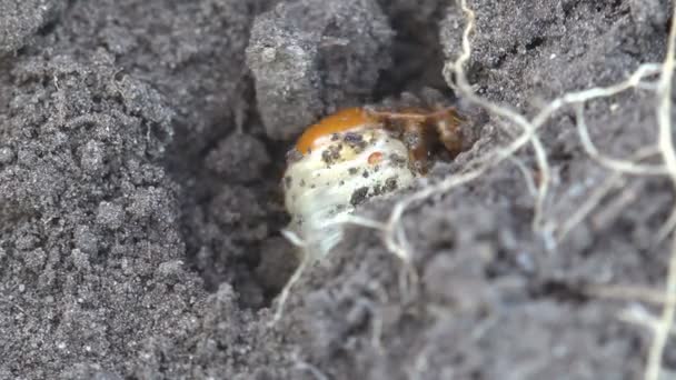 Macro Ver Insectos Vida Silvestre Puede Larva Escarabajo Madrigueras Suelo — Vídeos de Stock