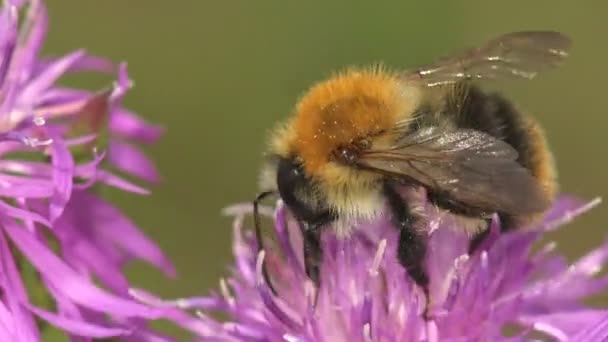 Early Bumblebee Early Nesting Bumblebee Bombus Pratorum Uma Abelha Pequena — Vídeo de Stock