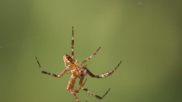 オオカミのクモは緑の背景にWeb上でハングし ゆっくりとその足を振る 野生生物のマクロクモを見る — ストック動画