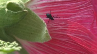 Malva Moschata, Musk Mallow veya Musk-Mallow, tomurcuk üzerinde oturan küçük siyah örümcek türü. Böcek Macro görünümü vahşi yaşam üzerine