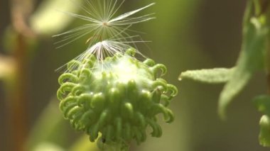 Yeşil ama çiçekli tüylü beyaz karahindiba yeşil arka planda vahşi çayırlar arasında. Bitki makrosu vahşi görünüm