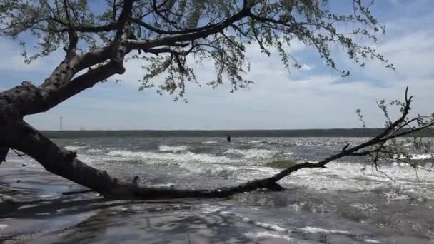 Branche Arbre Tombé Trouve Dans Eau Grandes Vagues Entrantes Lavent — Video