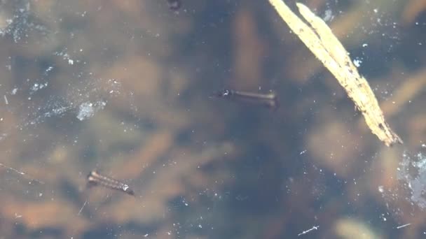 幼虫蚊子浮出水面拖动身体 第三级 幼虫在带空气滴的藻类中浮出水面 准备进入第四阶段 巨猿观察野生动物中的昆虫 — 图库视频影像