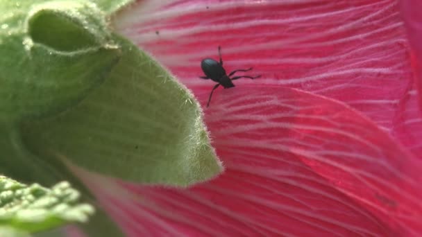 Petite Araignée Noire Assise Sur Bourgeon Fleur Sauvage Malva Moschata — Video