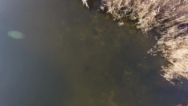 Köprüsü Olan Balıkçının Yeri Sarı Kuru Kamışlı Kumlu Göl Nehir — Stok video