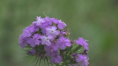 Dianthus deltoides, vahşi yaz çayırlarında mor renkli bakir kır çiçekleri. Macro manzaralı yabani çiçek