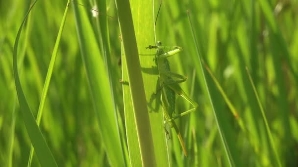 Jonge Grote Groene Struik Krekel Jonge Nimf Verbergen Stengels Van — Stockvideo