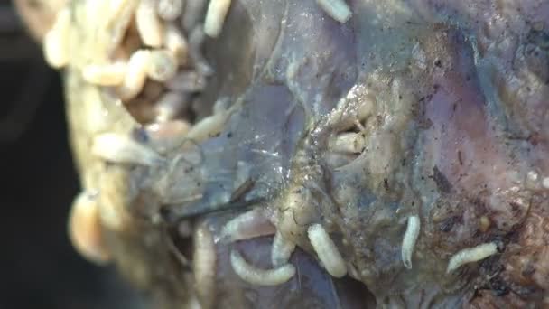 Maggots Feeding Worms White Maggot Worms Crawl Meat Dead Animal — Stock Video