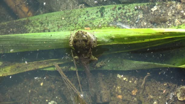若いカエルのオタマジャクシは 葦の茎に夏の沼に座っています 小さな甲殻類の水中生活は — ストック動画