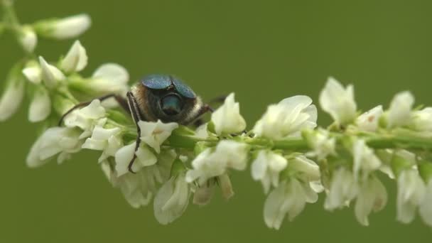 Cerocoma Género Escaravelho Família Palearctidae Imagines Mostram Dimorfismo Sexual Distinto — Vídeo de Stock