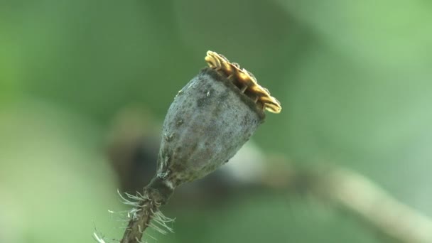 一盒在绿色背景上生长的罂粟 审视野生动植物中的大罂粟 — 图库视频影像