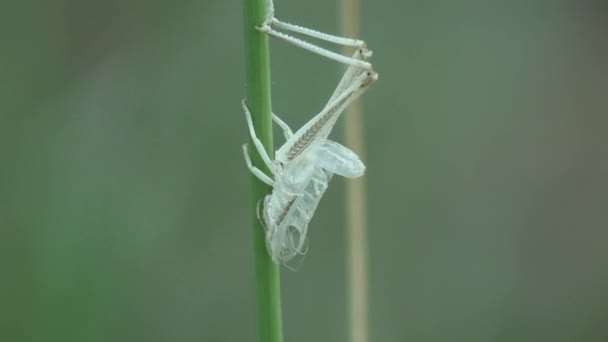 Saltamontes Piel Caída Hoja Verde Muda Final Sometidos Metamorfosis Desde — Vídeos de Stock